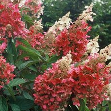 Hortensja bukietowa (Hydrangea paniculata) Pinky Winky